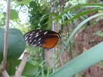 FZ007439 Black white and orange butterfly.jpg